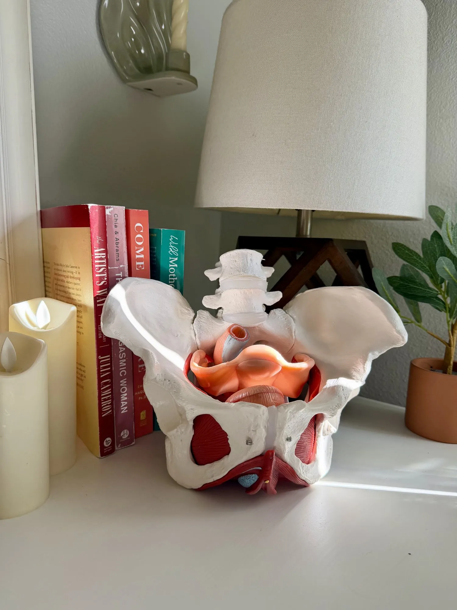 An anatomical model of the female pelvis on a shelf beside books, candles, and a lamp